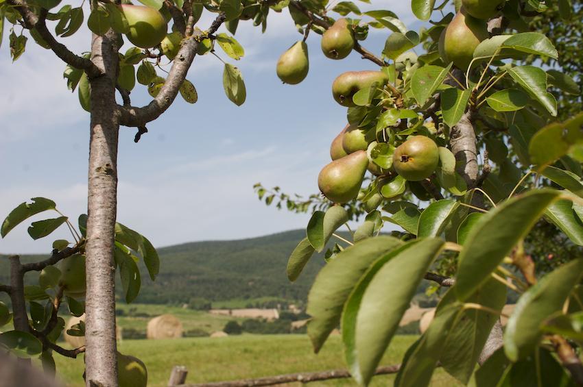 Agriturismo Collepina Amelia Eksteriør bilde